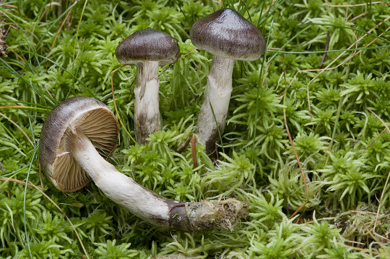 Cortinarius depressus